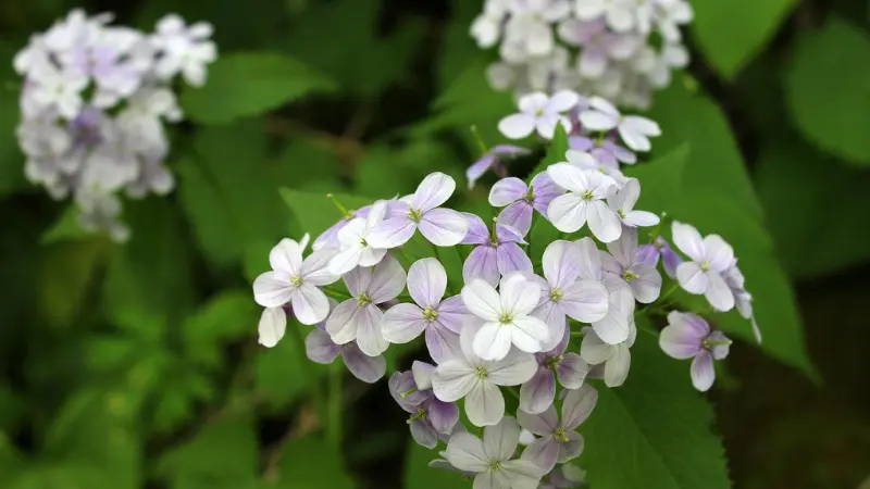 White Honesty flowers with delicate purple veining blooming on leafy stems.