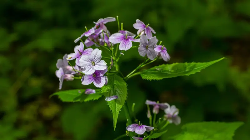 Lavender Honesty flowers and unopened buds on a leafy green stem.