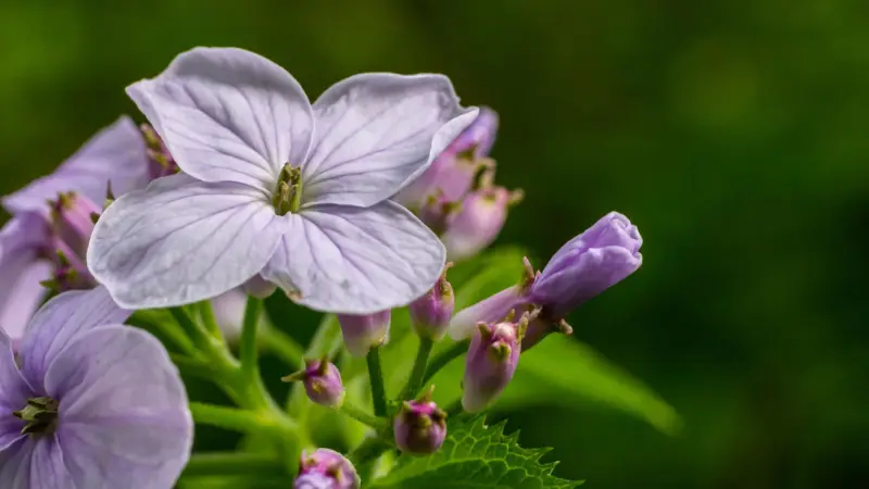 Close-up of a pale lilac four-petalled Honesty flower with nearby buds.