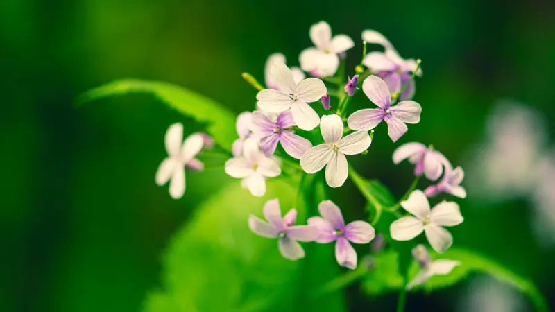 White and purple four-petalled Honesty flowers growing among green foliage.
