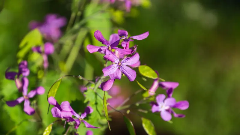Vivid purple Honesty flowers blooming in dappled sunlight among green foliage.