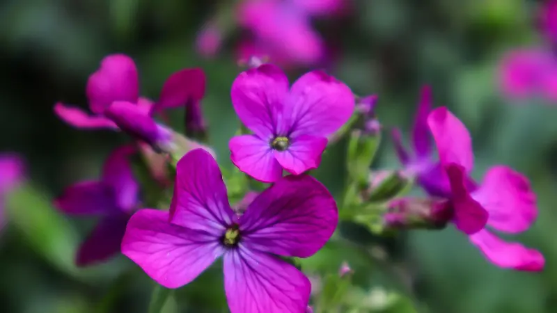 Close-up of bright magenta Honesty flowers with yellow centres.