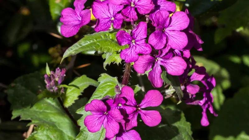 Magenta-purple Honesty flowers blooming among leaves in dappled sunlight.