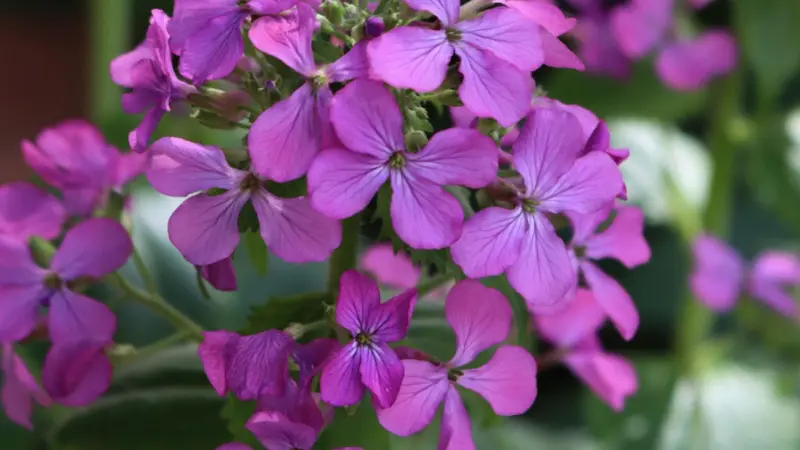 Dense cluster of purple Honesty flowers with green buds.