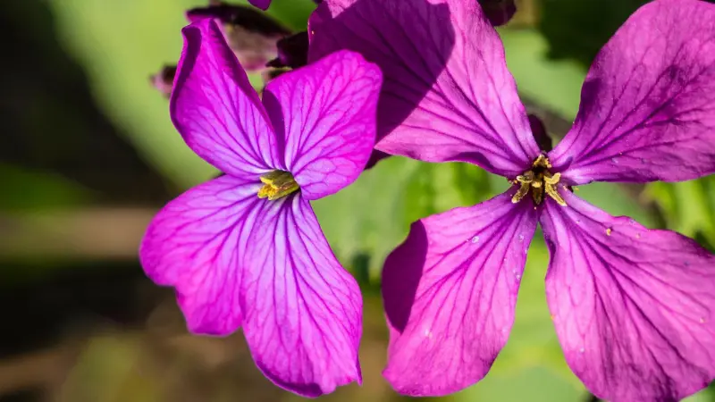Close-up of two veined purple Honesty flowers with yellow stamens.