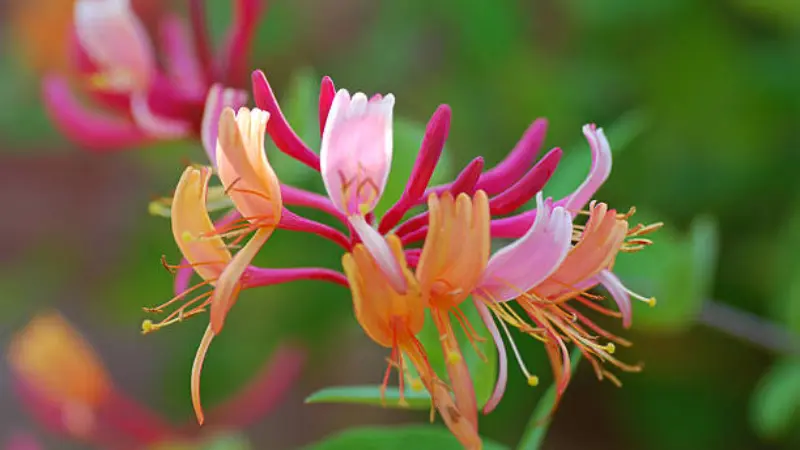 Close-up of pink and orange Honeysuckle flowers with long curling stamens.