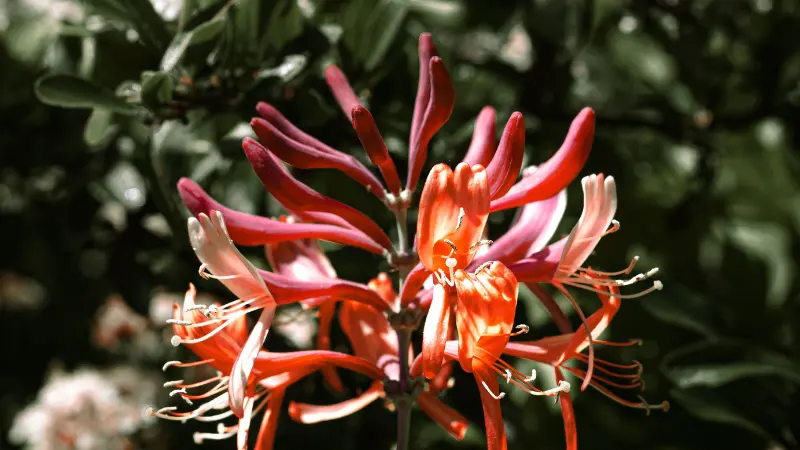 Close-up of a sunlit orange and red Honeysuckle flower cluster.