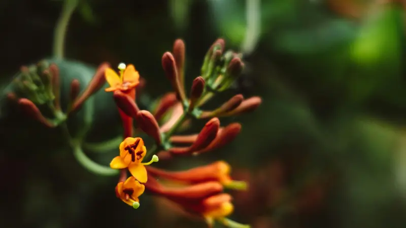 Small orange Honeysuckle flowers and reddish buds on a slender vine.