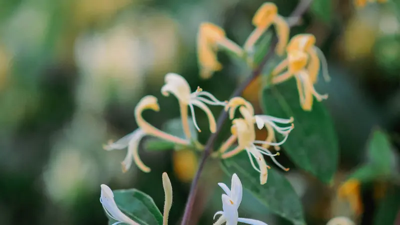 Pale yellow and white Honeysuckle flowers blooming on a leafy stem.