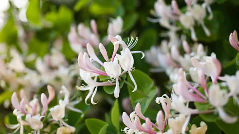 Cluster of white and pink Honeysuckle flowers among green leaves.