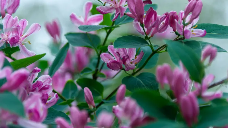 Pink and white Honeysuckle buds blooming among green leaves.