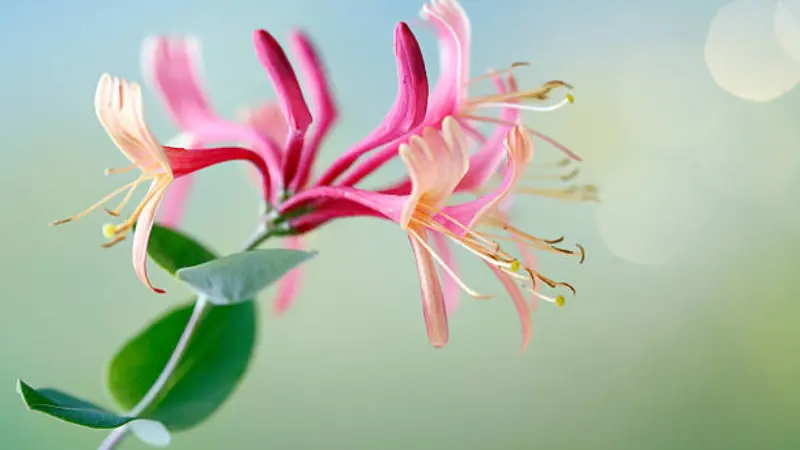 Pink and peach Honeysuckle flower with trumpet-shaped petals against a pastel background.