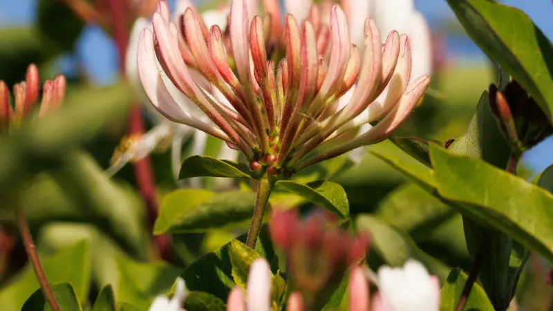 Cluster of pink-tipped white Honeysuckle buds and blooms surrounded by green leaves.
