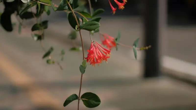 Bright red trumpet-shaped Honeysuckle flowers hanging from a green vine.