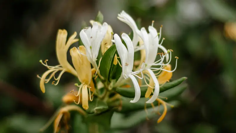 Cluster of white and golden-yellow Honeysuckle flowers among green leaves.