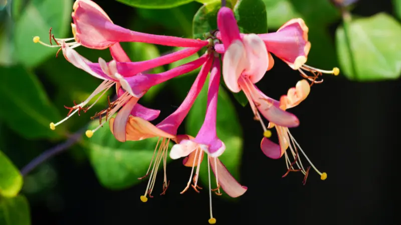 Pink and cream Honeysuckle flowers with long yellow-tipped stamens.