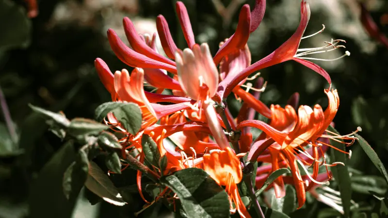 Bright orange and red Honeysuckle flowers glowing in direct sunlight.