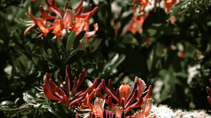 Multiple clusters of red and orange tubular Honeysuckle flowers among green foliage.