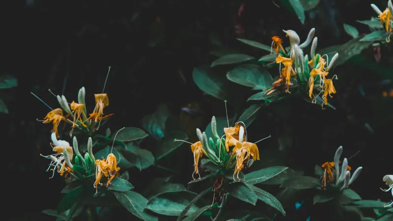 Golden-yellow Honeysuckle flowers blooming against dark green foliage.