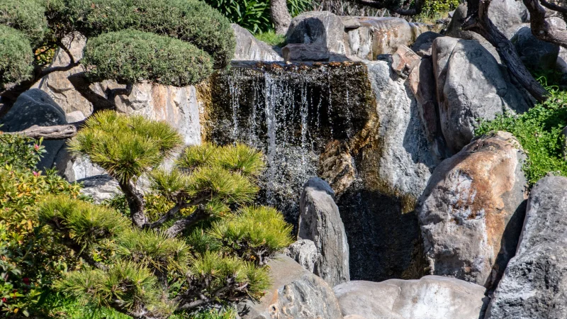Japanese garden with maple trees