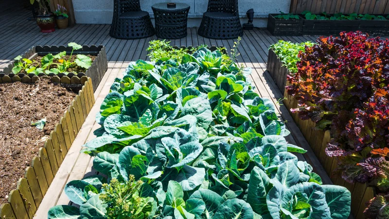 Raised kitchen garden with fresh produce