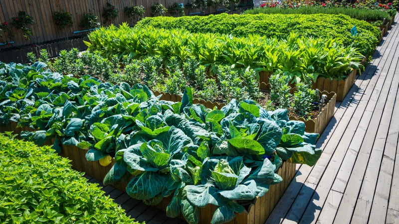 Organic kitchen garden with leafy vegetables