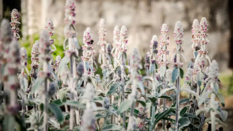Rows of silvery Lamb's Ear flower spikes against a soft blurred garden background