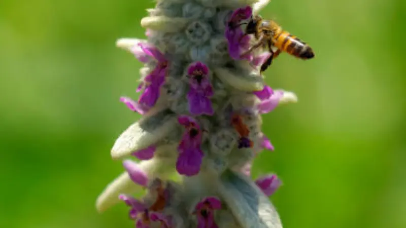A bee feeding on purple flowers along a fuzzy white Lamb's Ear spike
