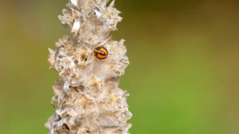 A small ladybug resting on a dried tan-colored Lamb's Ear flower spike