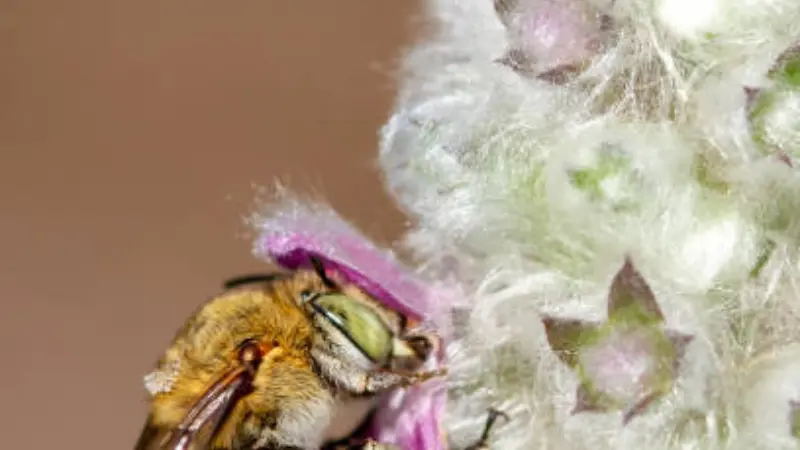 Close-up of a bee gathering pollen from a pink Lamb's Ear flower on a fuzzy stem