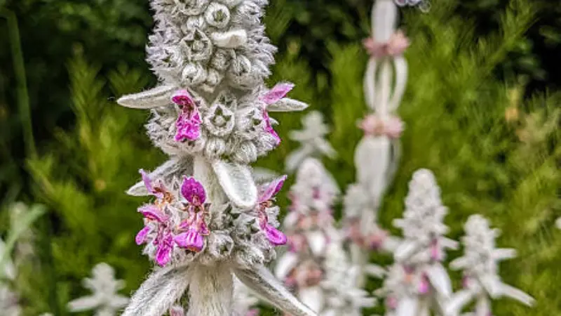 Woolly white Lamb's Ear flower spike with magenta blooms emerging in a garden bed