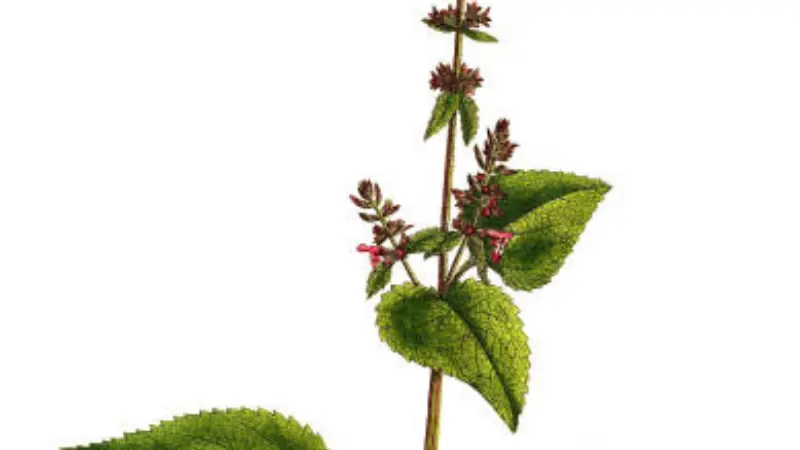 Botanical illustration of a Lamb's Ear stem with green leaves and small pink flowers