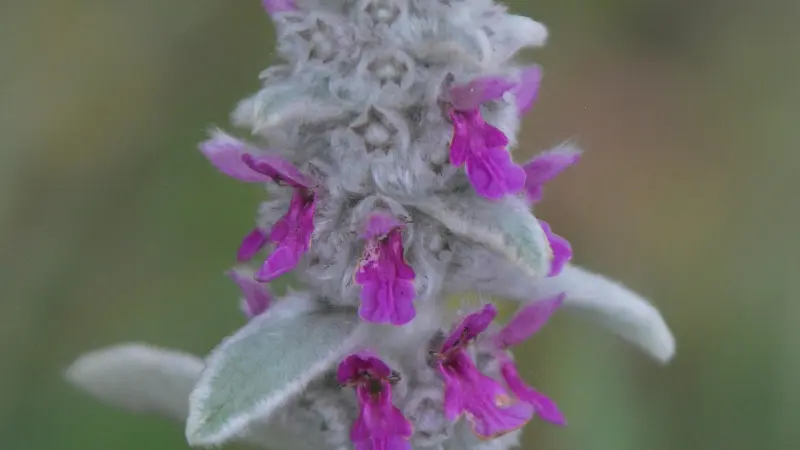 Close-up of a fuzzy gray Lamb's Ear flower spike with bright magenta blooms