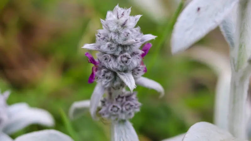 Close-up of a fuzzy silver Lamb's Ear flower bud cluster with a hint of purple bloom