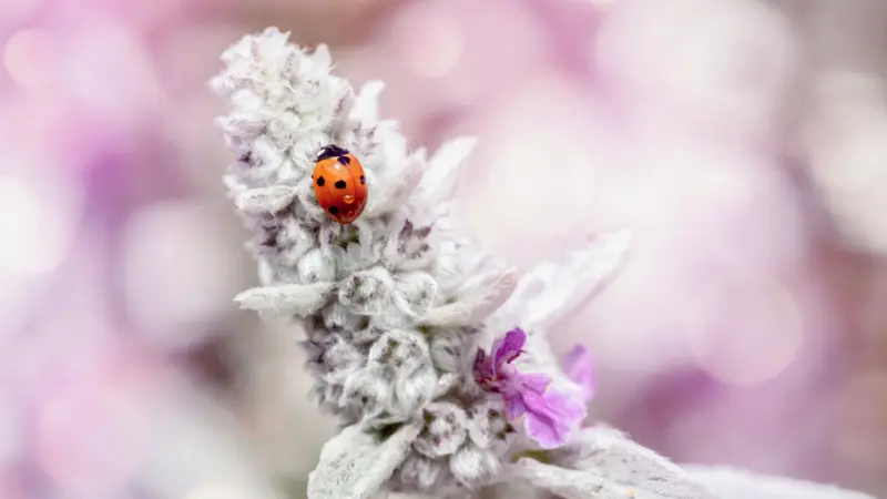 A ladybug resting on a woolly white Lamb's Ear flower spike with purple blooms