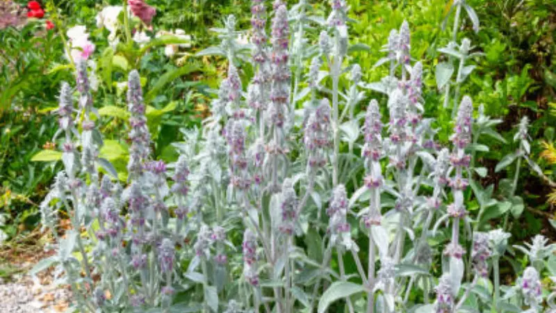 Tall silvery Lamb's Ear flower spikes growing in a sunny garden border