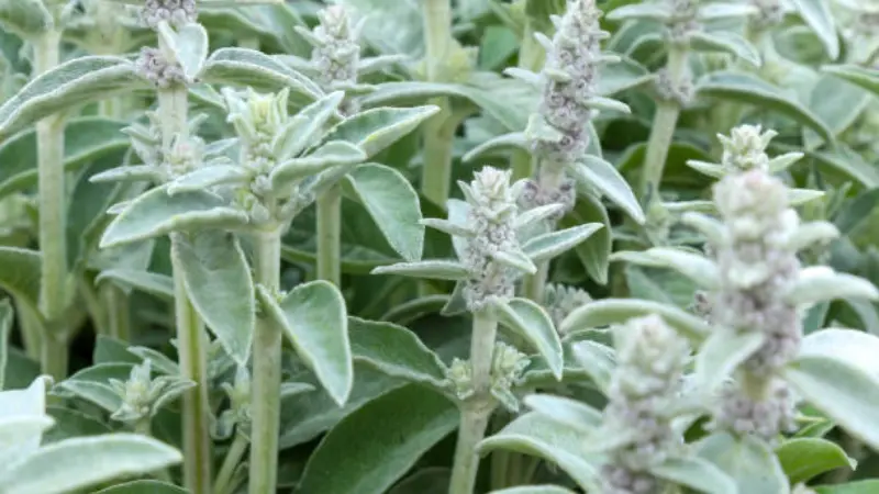Fuzzy silver-green Lamb's Ear leaves with young flower spikes forming