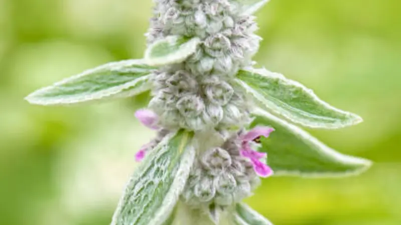 Close-up of a woolly Lamb's Ear flower spike with a single pink bloom against green foliage