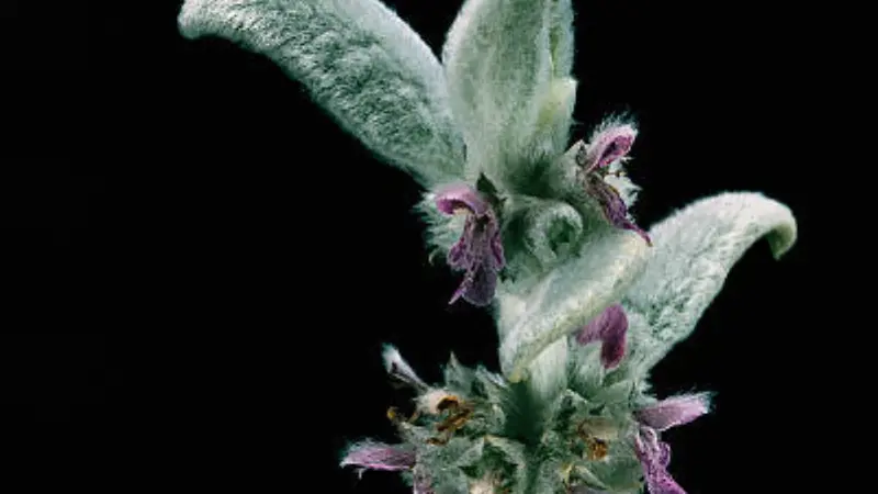 Close-up of a Lamb's Ear flower spike with purple blooms against a dark background