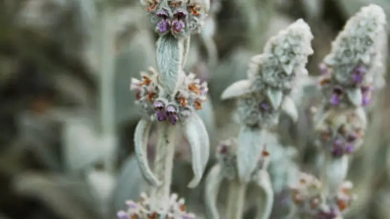 Several fuzzy gray-green Lamb's Ear flower spikes with small purple flowers