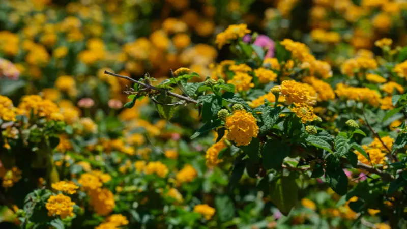 Cluster of bright yellow Lantana flower blooms growing among green leaves