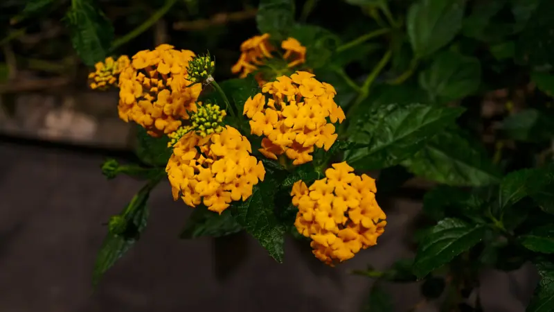Close-up of several golden-yellow Lantana flower heads on a leafy stem