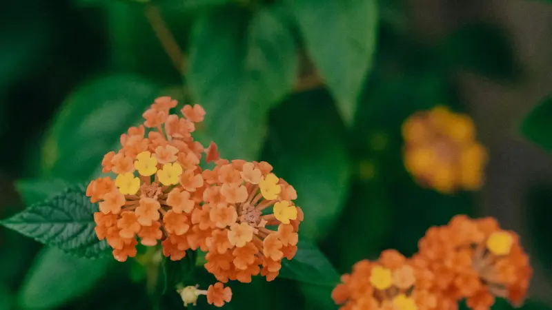 Close-up of pale orange and yellow Lantana flower clusters with blurred blooms behind