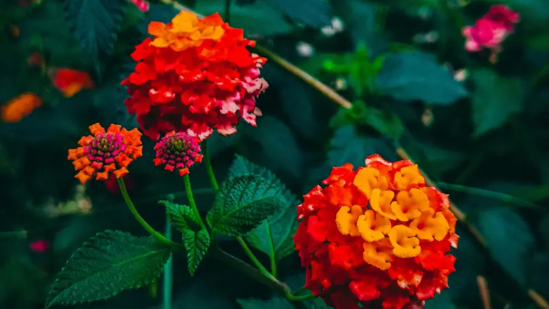 Multiple Lantana flower clusters in red orange and yellow on one plant
