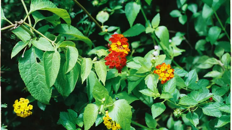 Lantana flowers in red and yellow growing along a trailing green vine