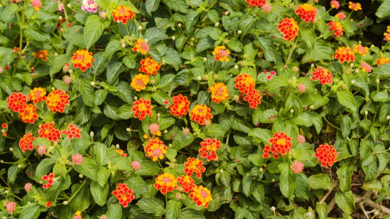 Dense Lantana shrub with many red and orange flower clusters