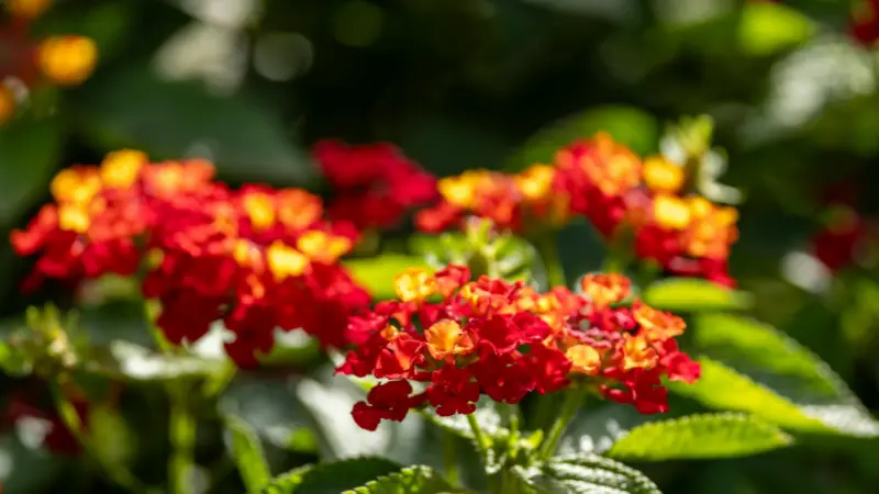 Close-up of red and yellow Lantana flower clusters glowing in sunlight