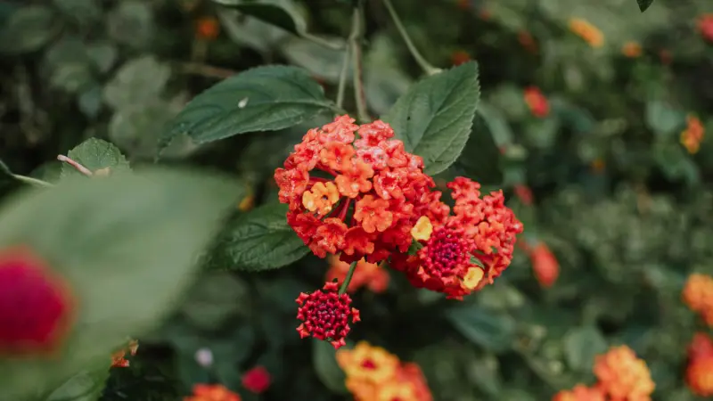 Close-up of a multicolored red orange and yellow Lantana flower head