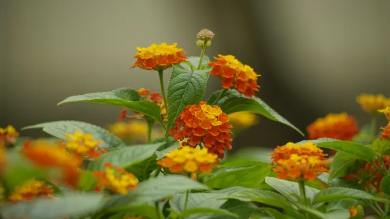 Lantana flower clusters in orange and yellow growing on leafy stems