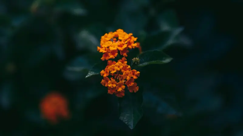 Orange Lantana flower cluster glowing against a dark shadowed backdrop